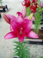 [1653 Fangio No01.JPG]